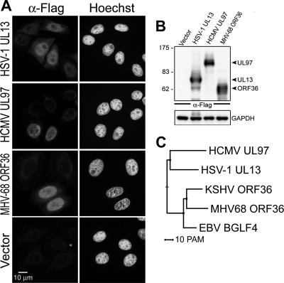 FIG. 8.