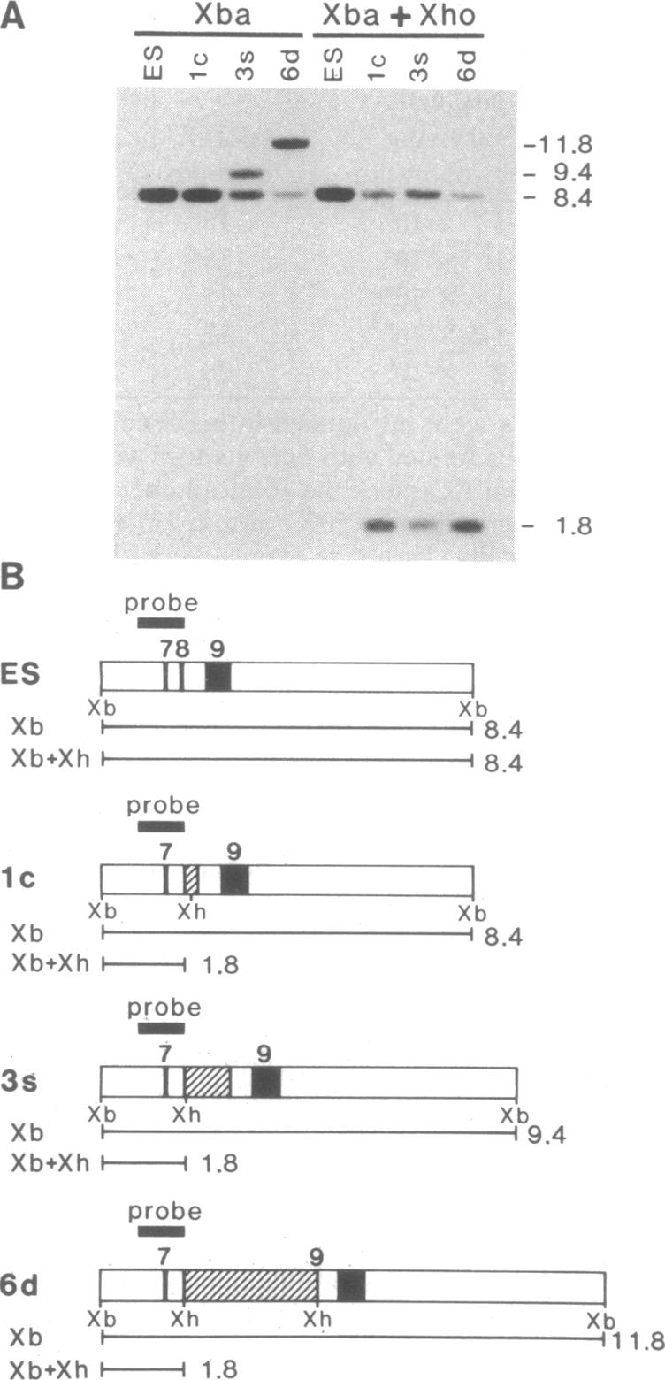 graphic file with name pnas01044-0353-a.jpg