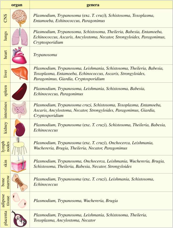 graphic file with name rsob-9-190036-i2.jpg