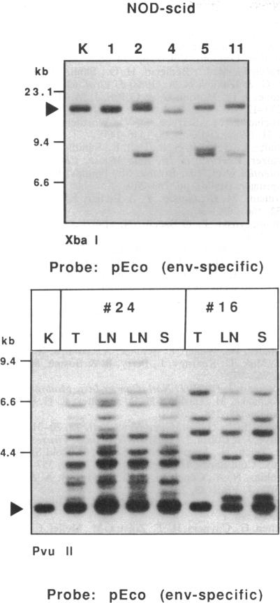 graphic file with name pnas01082-0139-a.jpg