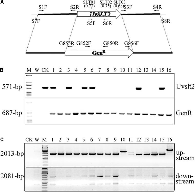 FIGURE 4