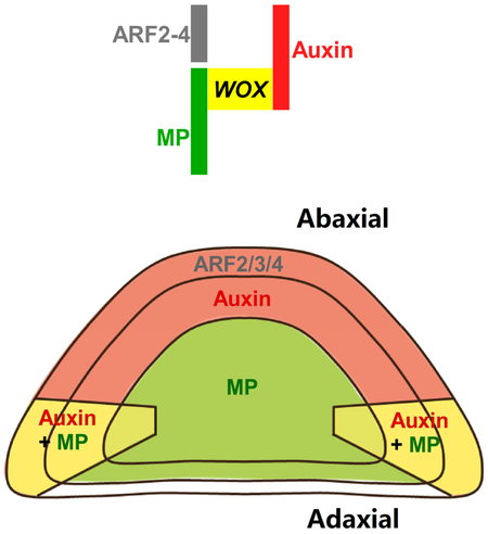 graphic file with name nihms-1517839-f0001.jpg