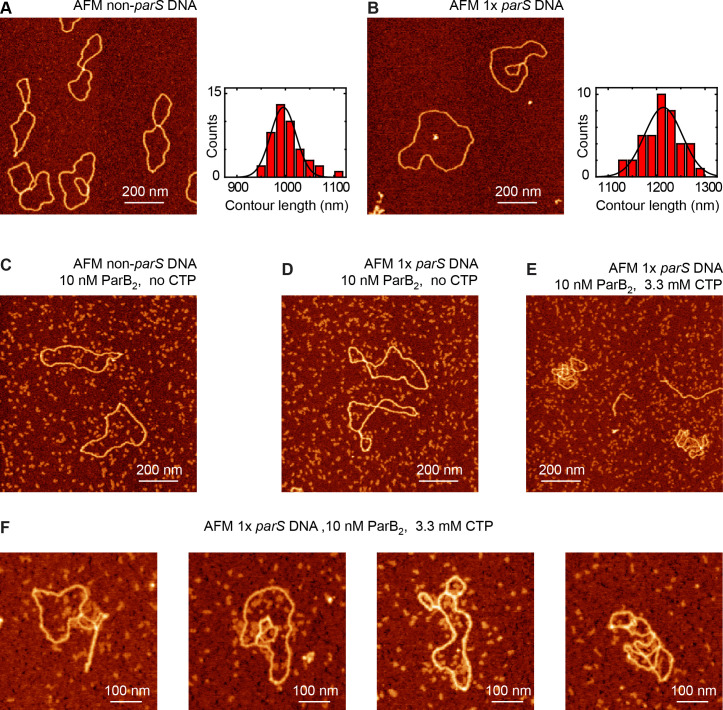 Figure 6—figure supplement 2.