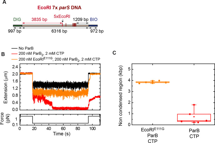 Figure 7—figure supplement 1.