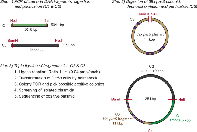 Figure 1—figure supplement 3.