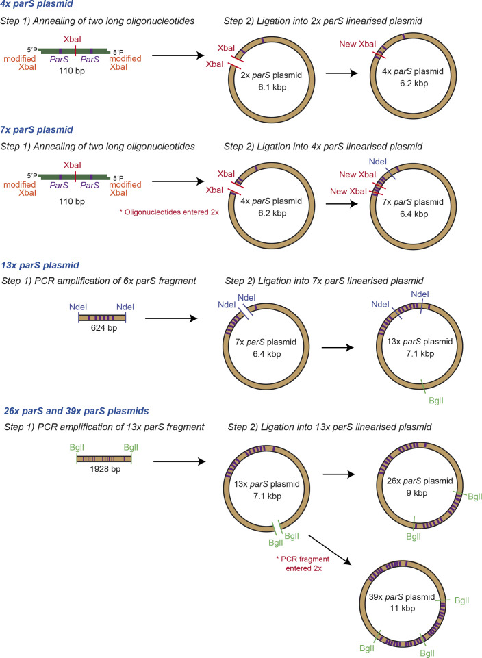 Figure 1—figure supplement 2.