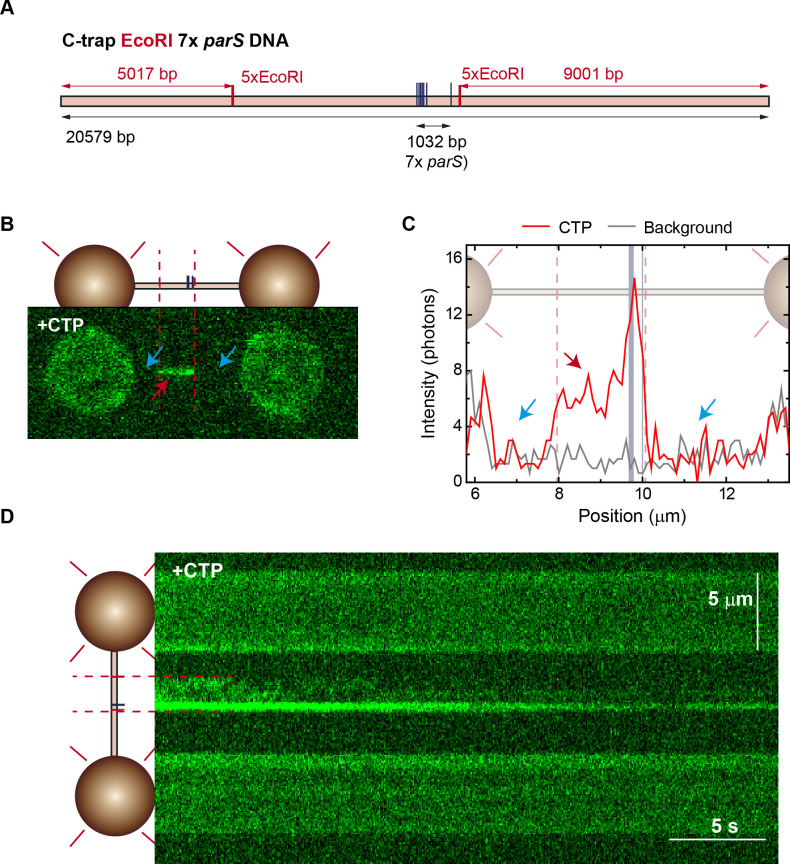 Figure 2—figure supplement 1.