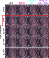 Figure 4—figure supplement 2.