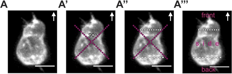 Figure 2—figure supplement 2.