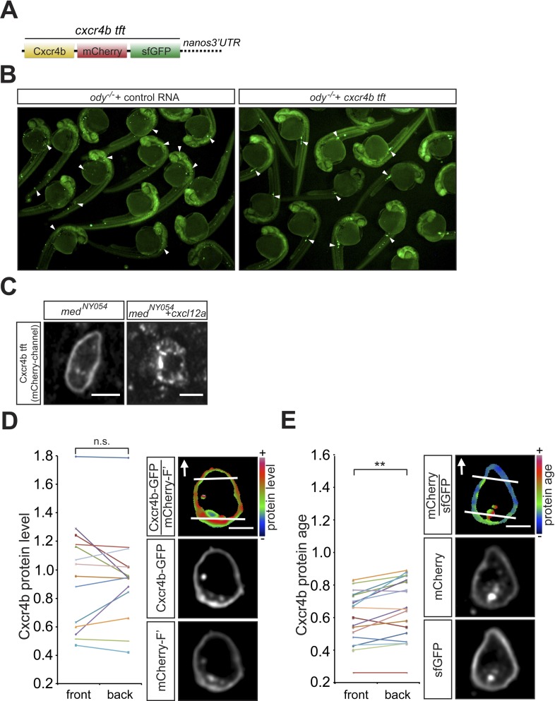 Figure 1—figure supplement 1.