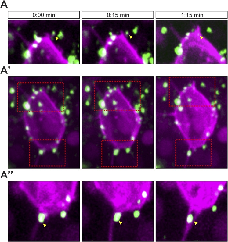 Figure 5—figure supplement 1.