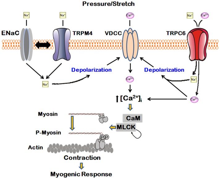 Figure 7