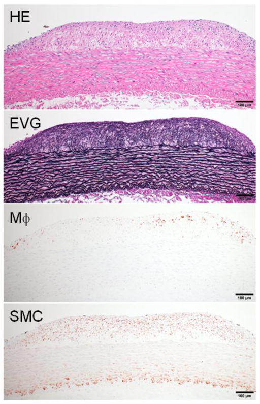 Fig. 7