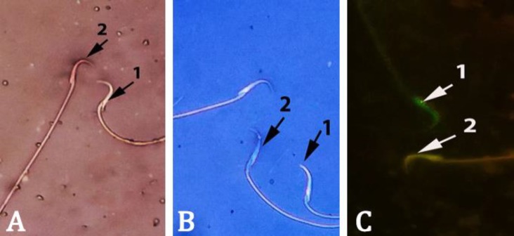 Fig. 2