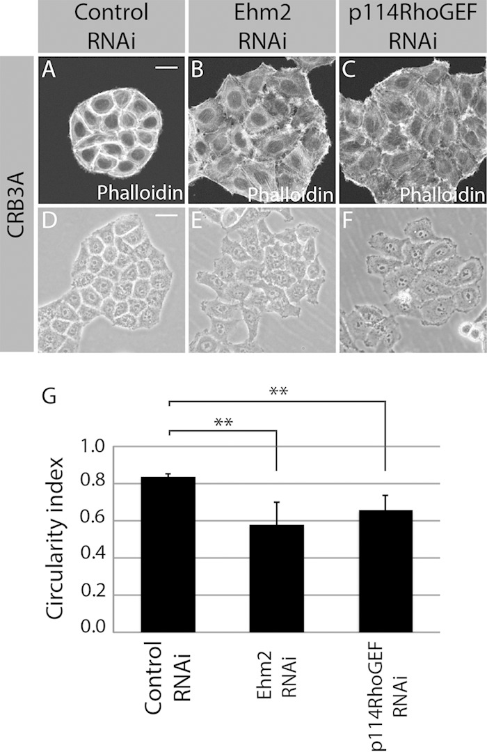 FIG 4