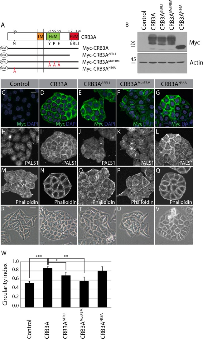 FIG 2