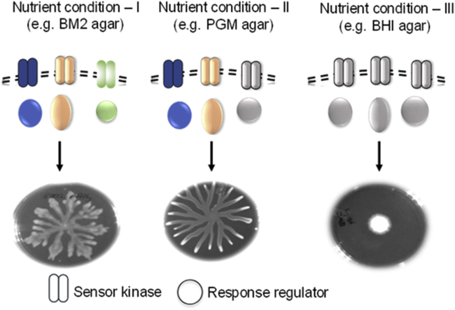 Figure 6