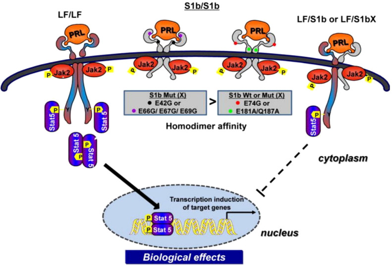 Figure 4