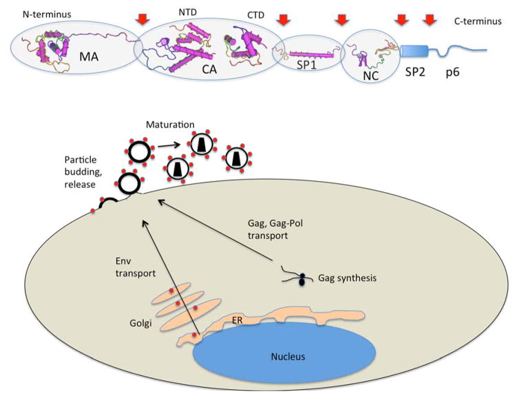 Fig. (1)