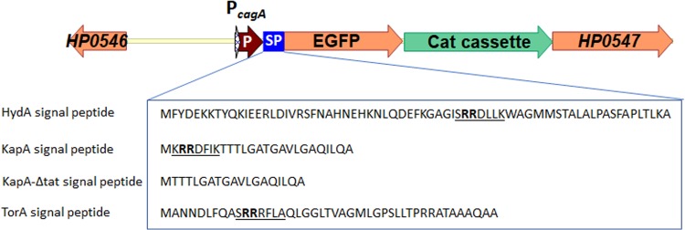 FIG 1