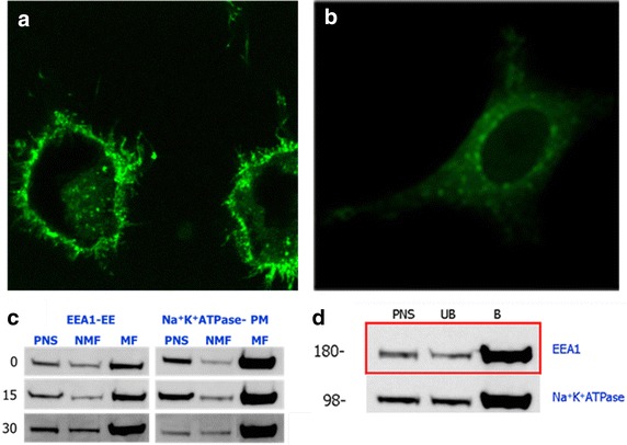 Fig. 7