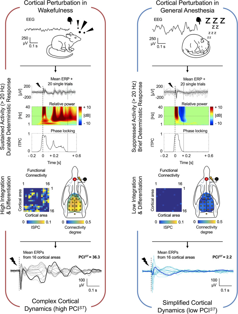 graphic file with name ENEURO.0343-20.2021_f007.jpg