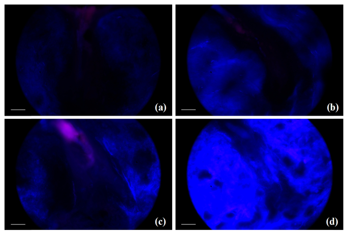 Fig. 10