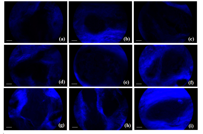 Fig. 9