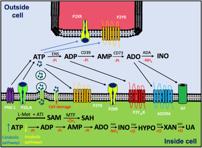 Fig. 2