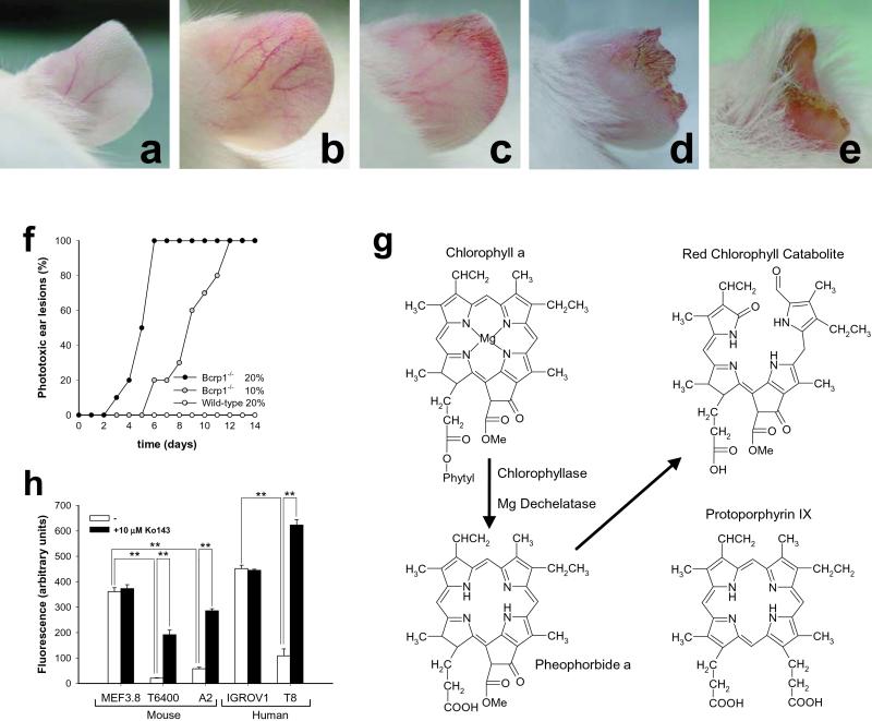 Fig 3.