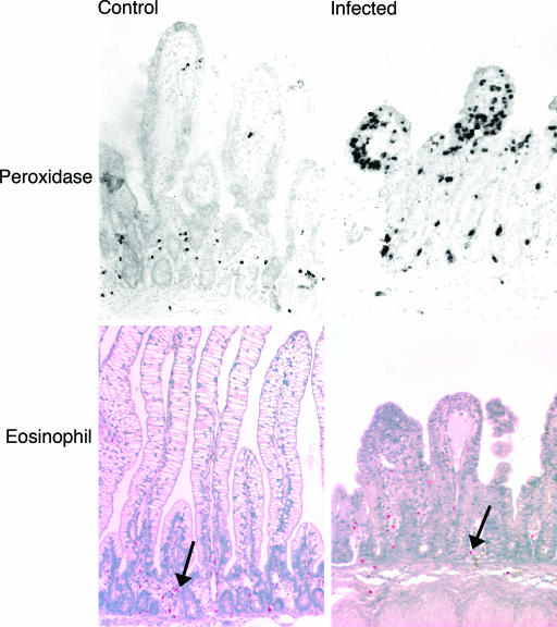 FIG. 1.