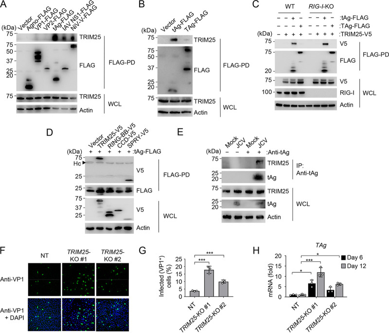 FIG 3