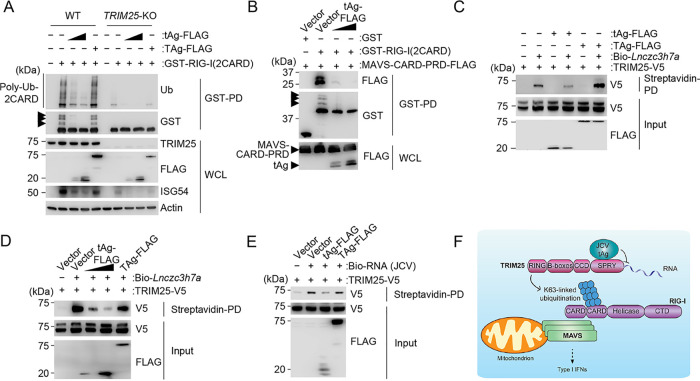 FIG 4