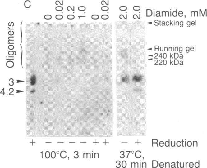 graphic file with name pnas00336-0020-a.jpg