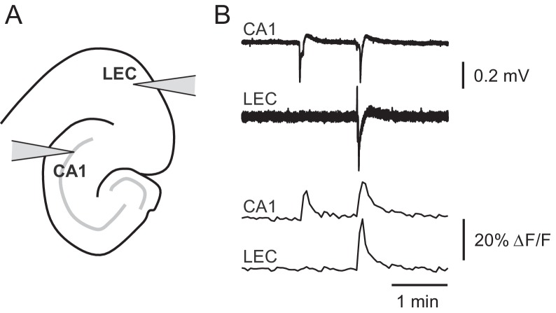 Figure 3—figure supplement 1.