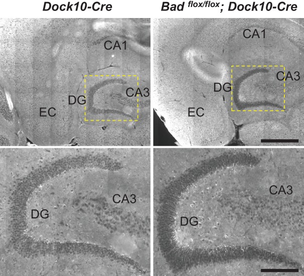 Figure 5—figure supplement 2.