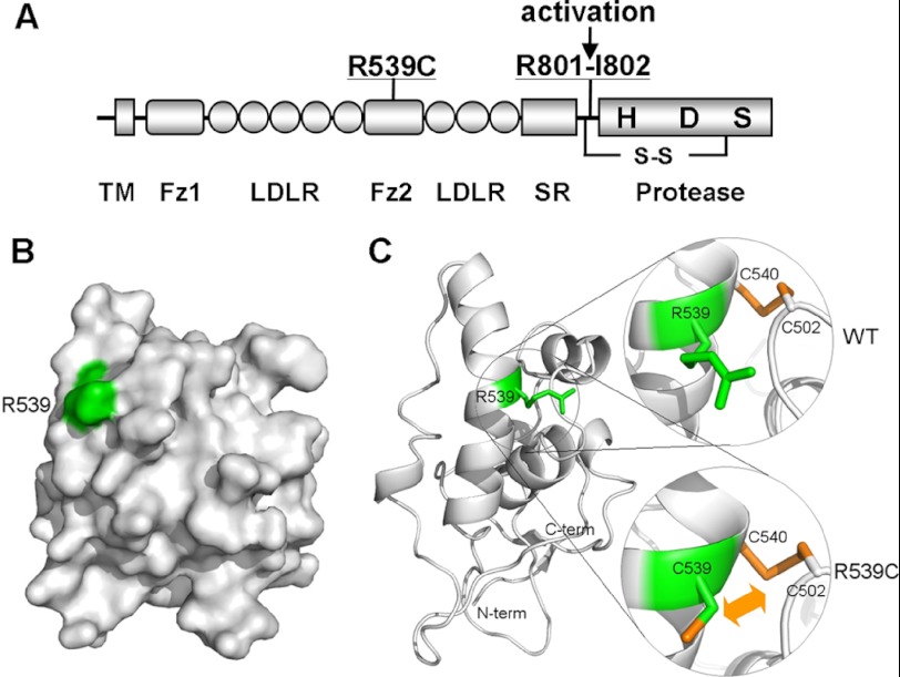 FIGURE 2.