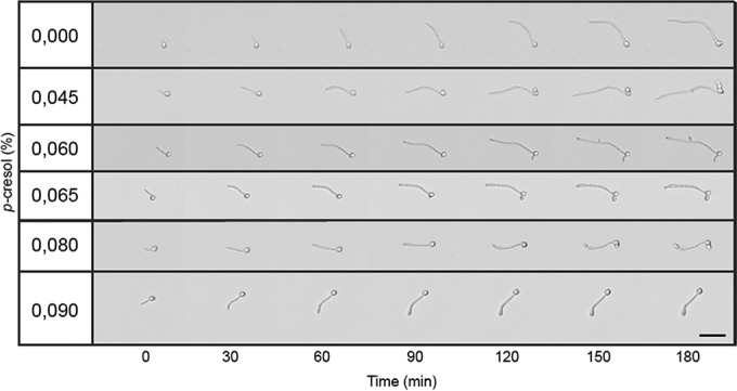 FIG 6 