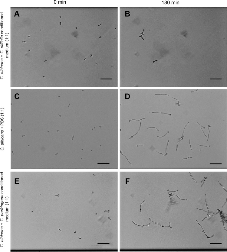 FIG 3 