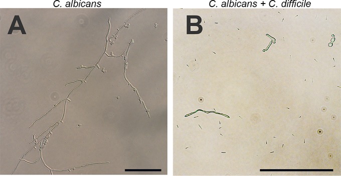 FIG 2 