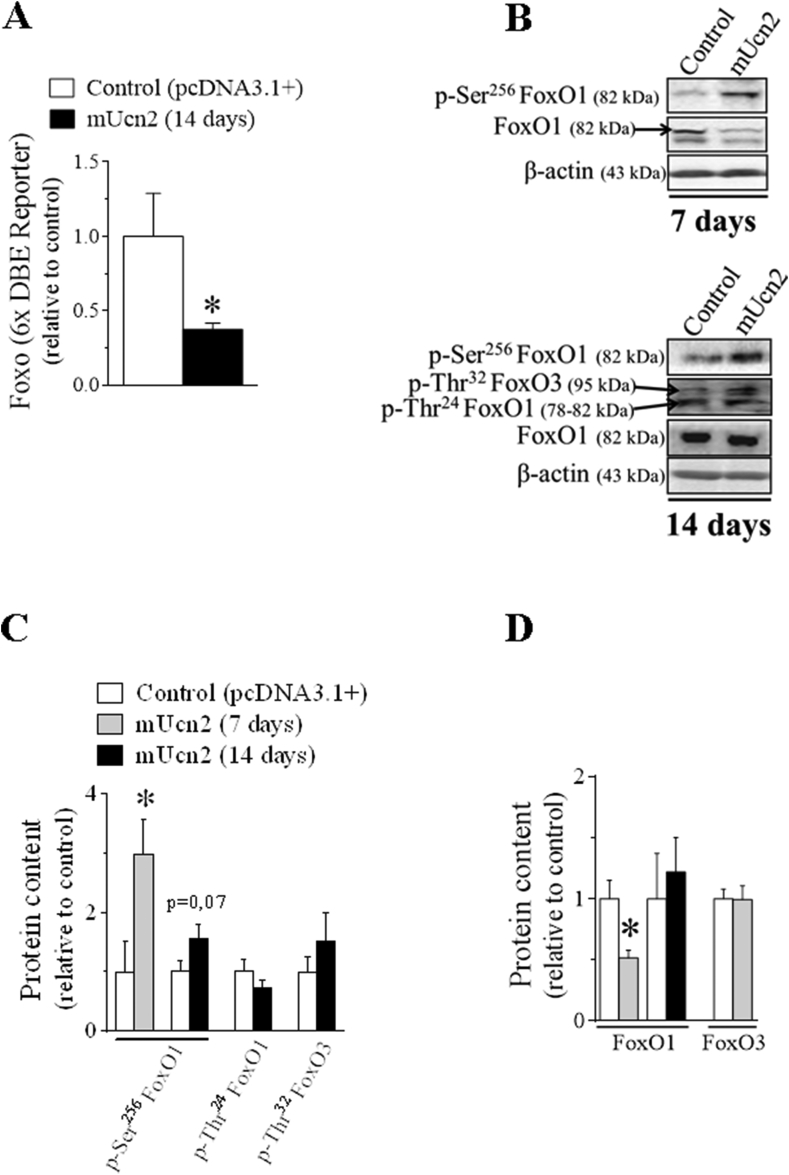 Figure 4