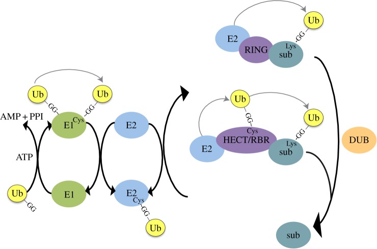 Figure 2.