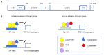 Figure 1. Structure and transcriptional regulatory mechanism of COUP–TFII. (A) Schematic structure of the human COUP–TFII protein. The numbers represent the positions of amino acids. (B) Transcription...