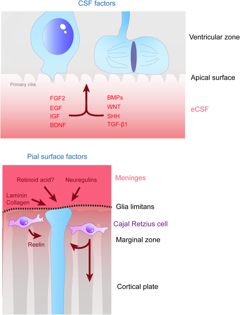 FIGURE 3