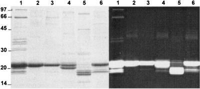 FIG. 8.