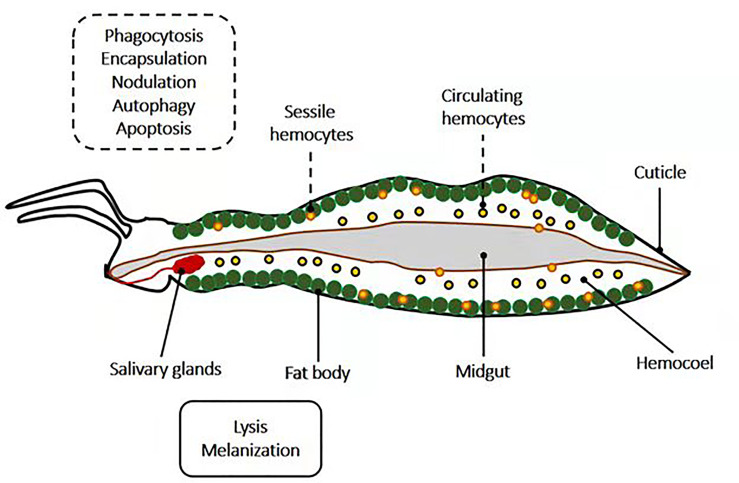 Figure 3