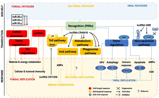 Figure 5