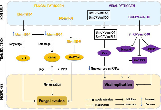 Figure 6