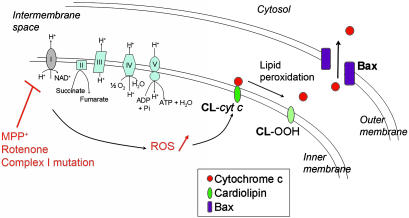 Fig. 5.