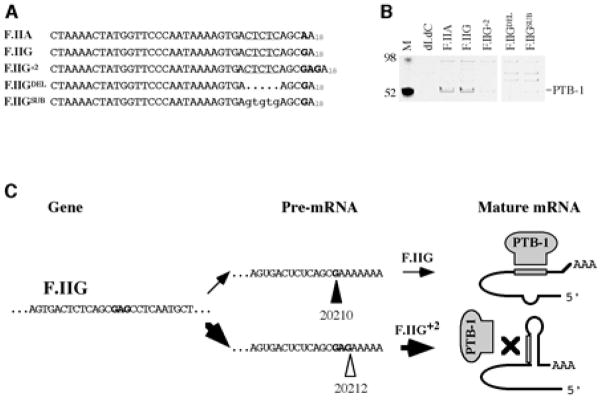 Fig 5